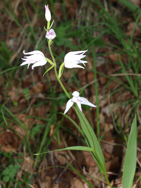 Preziosit 1: Cephalanthera rubra, ma.... bianca